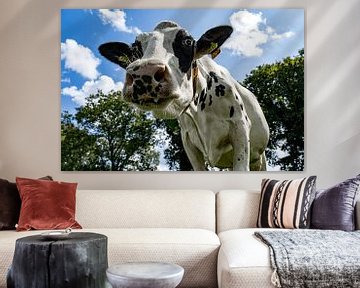 Hollandse koeien van Scandinavian Photography