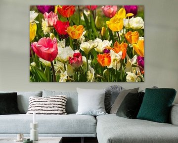 Tulpenbloesem