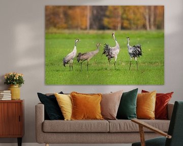 Kraanvogels dansen in een veld tijdens de herfstmigratie van Sjoerd van der Wal Fotografie