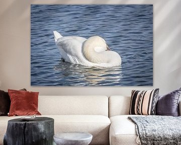 Schwan