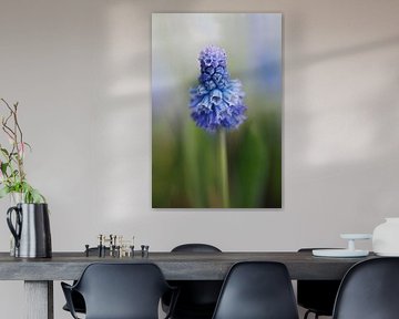 Raisin bleu 'Muscari Azureum'