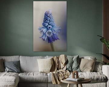 Raisin bleu 'Muscari Azureum Close'