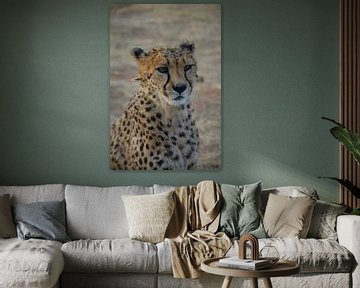Cheetah sur Belinda Buskermolen