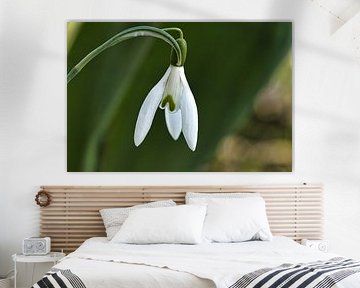 Schneeklöckchen mit  zarten Blütenblattern. Frühblüher von Martin Köbsch