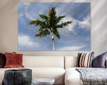 Royal Palm // Florida // Koninklijk