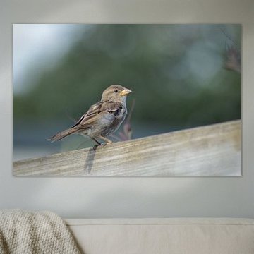 "Huismus" (house sparrow)