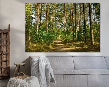 Forest path