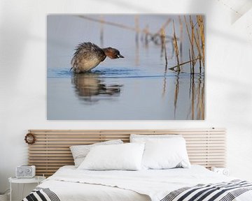 Dodaars tussen het riet in de inlagen van Noord-Beveland