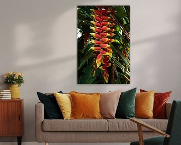 Heliconia rostrata, a suspended tropical jewel