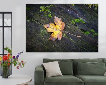 Leaf of a field maple with autumn colouring