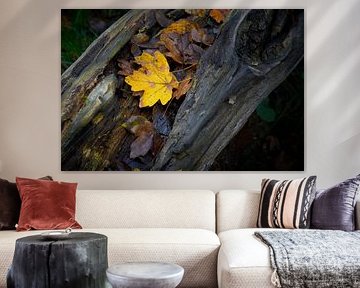 Leaves of a field maple with autumn colouring