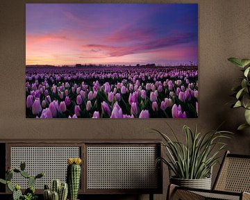 Beautiful sunset over tulip field by Laura Krol