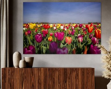 Cheerful tulip field by Laura Krol