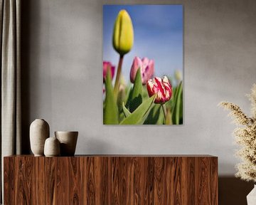 Gekleurde tulpen van Laura Krol