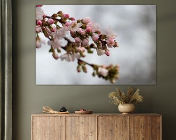 Herald of spring