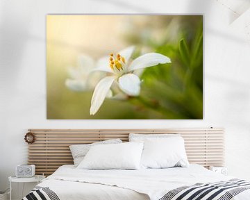 Glansmispel in dromerige omgeving van SchumacherFotografie