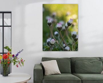 Ochtendgloren in het gras van Quirina Kamoen
