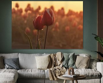 Tulpen bij zonsopkomst van Ilya Korzelius