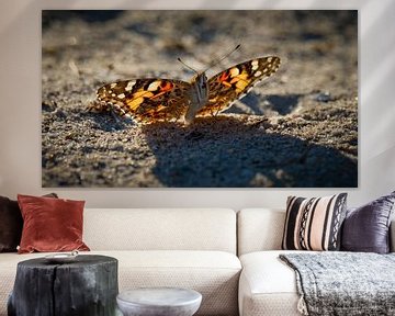 Butterfly elegance on sandy ground in Komotini by Luc V. de Zeeuw