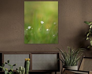 Fleurs de printemps