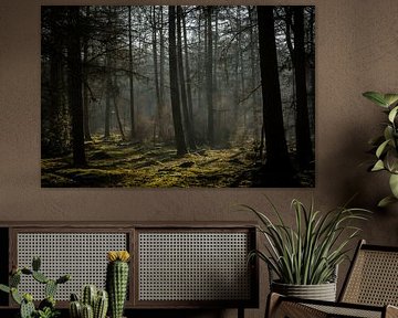 Lever de soleil dans une forêt brumeuse