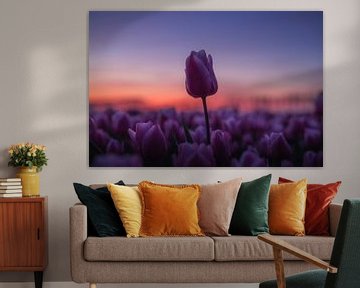 Roze tulp boven het veld tijdens gouden zonsondergang van Zwoele Plaatjes