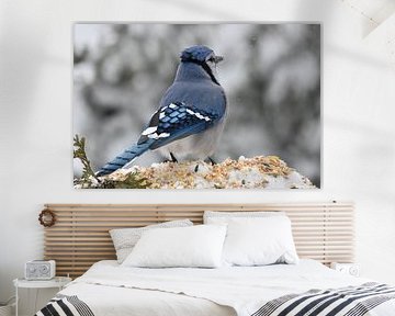 A blue jay in winter by Claude Laprise