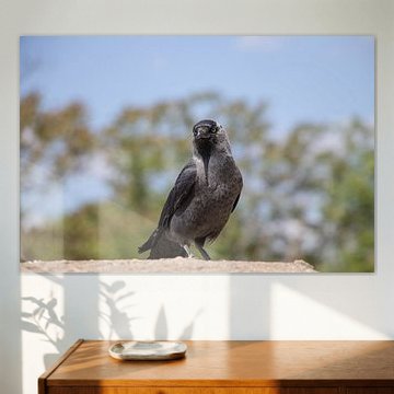 De Wachter van de Muur