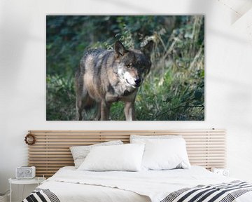 wolf in het wild / wild wolf by Pascal Engelbarts