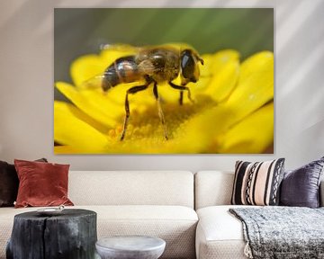 bloemetjes en bijtjes ...   / flowers and a bee van Pascal Engelbarts