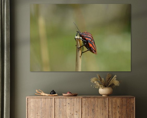 Aperçu de la chambre