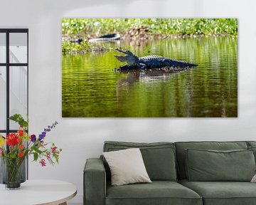 Alligator ligt te zonnen in moeras bij New Orleans. van Jaap van den Berg
