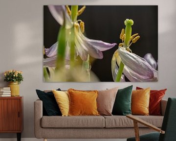 Dansende tulpen