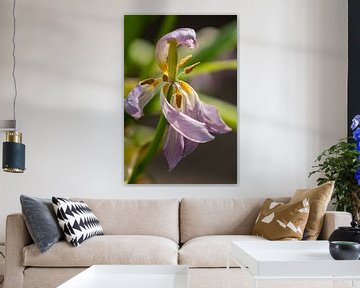 Dansense tulp 2