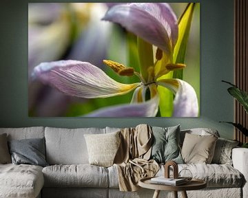 Dansende tulp 3