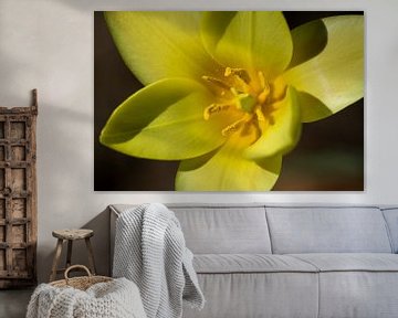 Gele tulp
