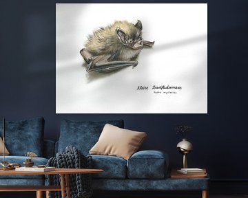 Die flinke Schattenseele – Kleine Bartfledermaus (Myotis mysta)