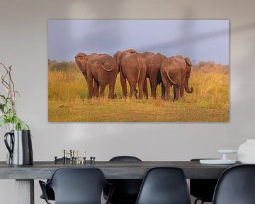 African Elephants from behind by Chris Stenger
