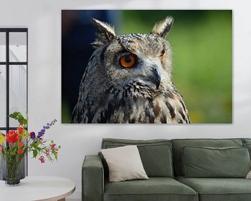 Siberische Oehoe / Siberian eagle owl