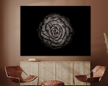 Achtertuin bloemen in zwart en wit 85 van The Learning Curve Photography