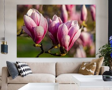 Magnolia bloesem in de lente van Werner Dieterich
