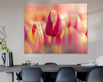 Vroege lentedauw op kleurrijke tulpen tijdens zonsopkomst