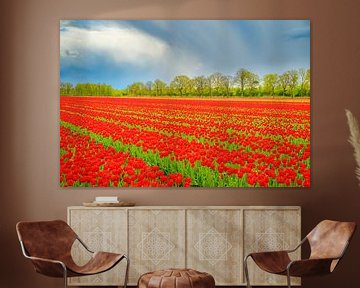 Tulpen in bloei in een veld tijdens de lente