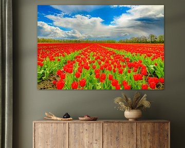 Tulpen in bloei in een veld tijdens de lente