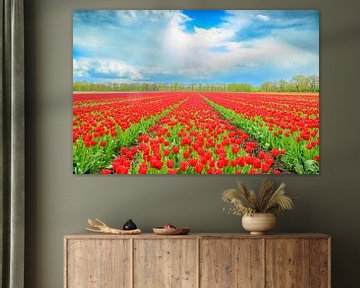 Tulpen in bloei in een veld tijdens de lente