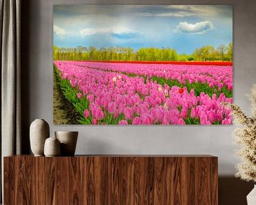 Tulpen in bloei in een veld tijdens de lente