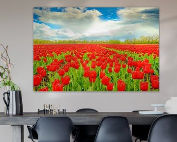 Tulpen in bloei in een veld tijdens de lente