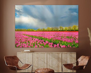 Tulpen in bloei in een veld tijdens de lente