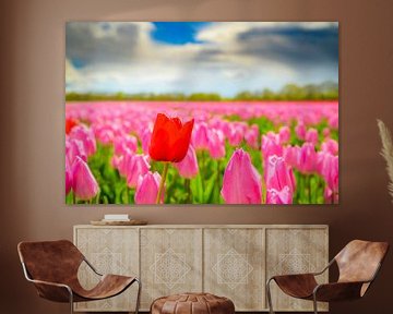 Tulpen in bloei in een veld tijdens de lente