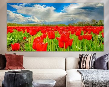 Tulpen in bloei in een veld tijdens de lente